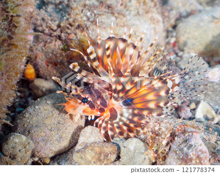 A juvenile giraffe fish (Scorpaenidae) with beautiful spread wings. Nakagi Hirizo Beach, Minamiizu-cho, Kamo-gun, Izu Peninsula, Shizuoka Prefecture 2024 121778374