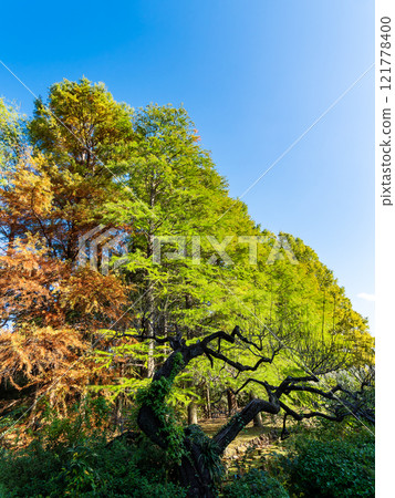 Blue autumn sky and beautiful autumn leaves of bald cypress 121778400
