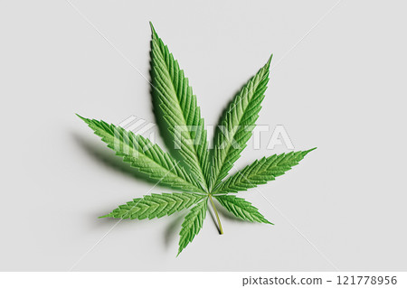 Cannabis leaf in vibrant green color symbolizes nature, freedom, and controversy 121778956