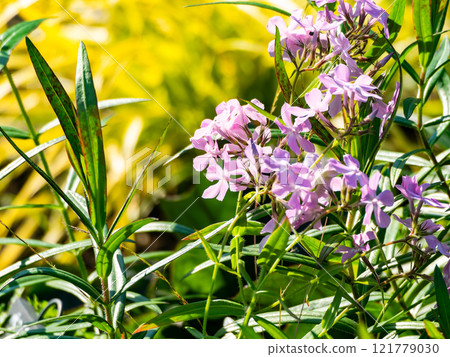 A cute purple perennial plant illuminated by the autumn sun A cute purple perennial plant illuminated by the autumn sun 121779030