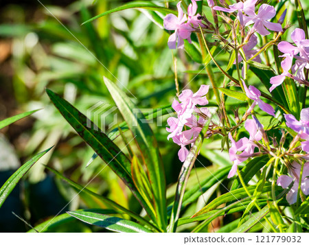秋天的陽光照亮了可愛的紫色多年生植物 121779032