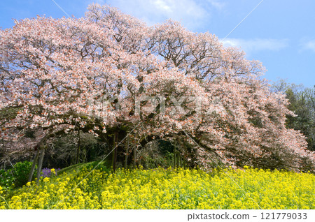 千葉縣印西市吉高的大櫻花 121779033