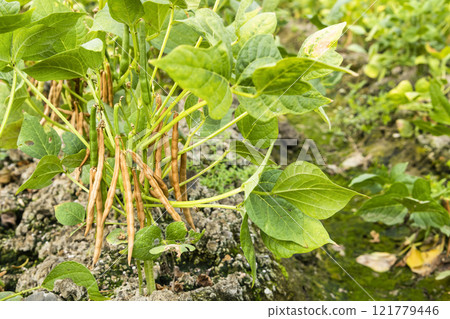 Close-up of adzuki pods growing in the farmland of Wandan, Pingtung, Taiwan. Close-up of adzuki pods growing in the farmland of Wandan, Pingtung, Taiwan. 121779446