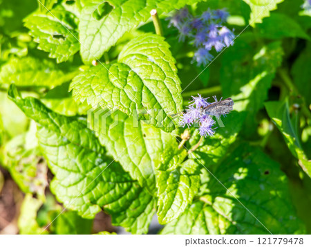 Autumn flower bed: Cute purple ageratum flowers Autumn flower bed: Cute purple ageratum flowers 121779478