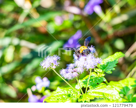Autumn flower bed: Cute purple ageratum flowers and carpenter bees Autumn flower bed: Cute purple ageratum flowers and carpenter bees 121779479