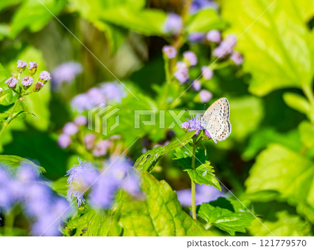Autumn flower bed: Cute purple ageratum flowers and small lycaenid butterflies Autumn flower bed: Cute purple ageratum flowers and small lycaenid butterflies 121779570