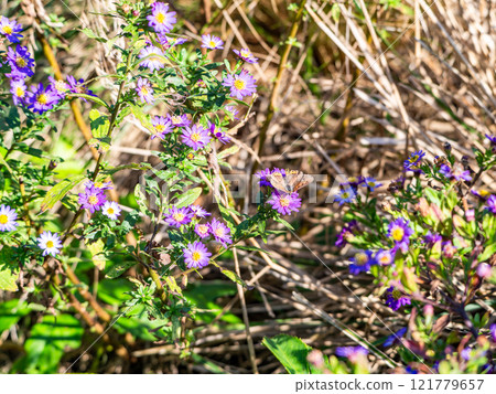 Autumn flower bed: Cute purple cornflowers and swallowtail butterflies 121779657