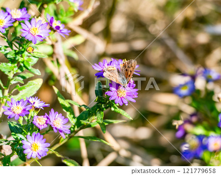 秋天的花壇：可愛的紫鋸花與黑腹貝母蝴蝶 121779658