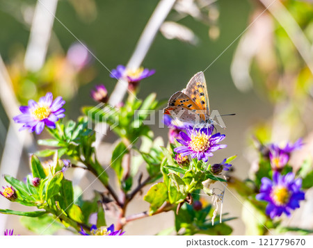 秋天的花壇：可愛的紫鋸花與黑腹貝母蝴蝶 121779670