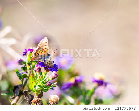Autumn flower bed: Cute purple cornflowers and swallowtail butterflies 121779678