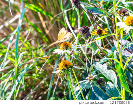 Autumn flower bed: A cute round echinacea and a swallowtail butterfly coming to suck nectar 121780028