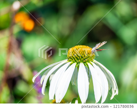 Autumn flower bed: A cute round echinacea and a swallowtail butterfly coming to suck nectar Autumn flower bed: A cute round echinacea and a swallowtail butterfly coming to suck nectar 121780036