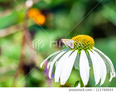 Autumn flower bed: A cute round echinacea and a swallowtail butterfly coming to suck nectar 121780043
