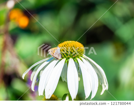 Autumn flower bed: A cute round echinacea and a swallowtail butterfly coming to suck nectar Autumn flower bed: A cute round echinacea and a swallowtail butterfly coming to suck nectar 121780044