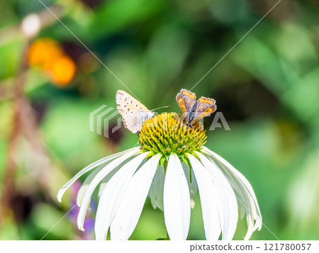 Autumn flower bed: A cute round echinacea and a swallowtail butterfly coming to suck nectar 121780057