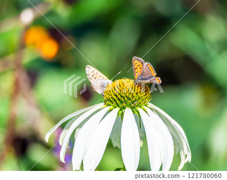 Autumn flower bed: A cute round echinacea and a swallowtail butterfly coming to suck nectar Autumn flower bed: A cute round echinacea and a swallowtail butterfly coming to suck nectar 121780060