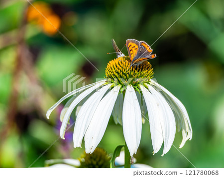 秋天的花壇：可愛的圓形紫錐菊和前來吸食花蜜的黑腹貝母蝴蝶 121780068
