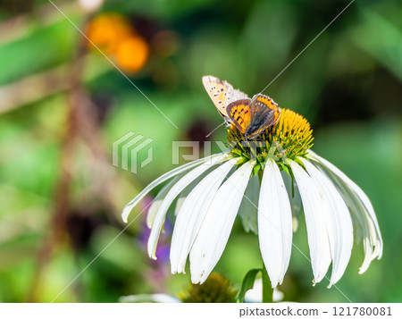 秋天的花壇：可愛的圓形紫錐菊和前來吸食花蜜的黑腹貝母蝴蝶 121780081