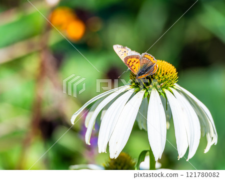 秋天的花壇：可愛的圓形紫錐菊和前來吸食花蜜的黑腹貝母蝴蝶 121780082