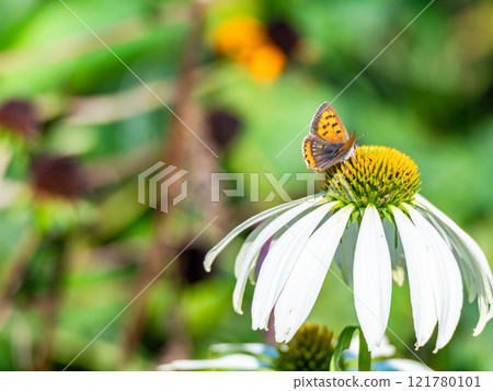 秋天的花壇：可愛的圓形紫錐菊和前來吸食花蜜的黑腹貝母蝴蝶 121780101