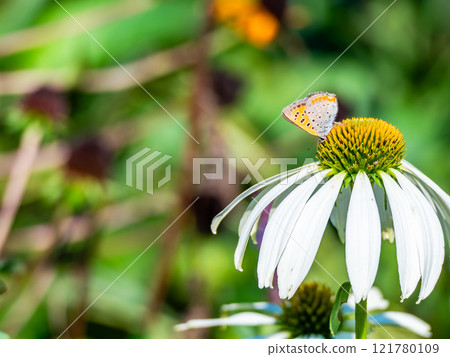 Autumn flower bed: A cute round echinacea and a swallowtail butterfly coming to suck nectar Autumn flower bed: A cute round echinacea and a swallowtail butterfly coming to suck nectar 121780109