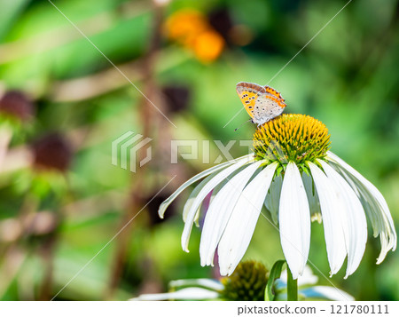 Autumn flower bed: A cute round echinacea and a swallowtail butterfly coming to suck nectar Autumn flower bed: A cute round echinacea and a swallowtail butterfly coming to suck nectar 121780111