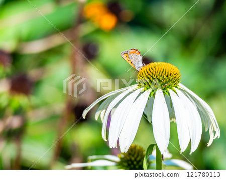 Autumn flower bed: A cute round echinacea and a swallowtail butterfly coming to suck nectar Autumn flower bed: A cute round echinacea and a swallowtail butterfly coming to suck nectar 121780113