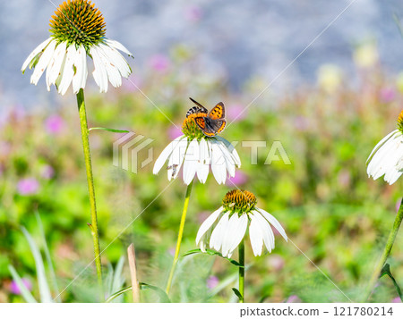 秋天的花壇：可愛的圓形紫錐菊和前來吸食花蜜的黑腹貝母蝴蝶 121780214