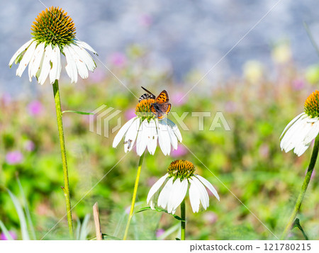 Autumn flower bed: A cute round echinacea and a swallowtail butterfly coming to suck nectar 121780215