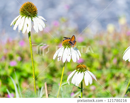 Autumn flower bed: A cute round echinacea and a swallowtail butterfly coming to suck nectar Autumn flower bed: A cute round echinacea and a swallowtail butterfly coming to suck nectar 121780216