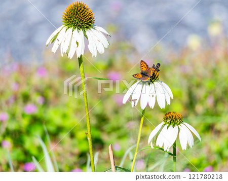Autumn flower bed: A cute round echinacea and a swallowtail butterfly coming to suck nectar Autumn flower bed: A cute round echinacea and a swallowtail butterfly coming to suck nectar 121780218