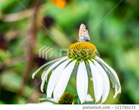 Autumn flower bed: A cute round echinacea and a swallowtail butterfly coming to suck nectar Autumn flower bed: A cute round echinacea and a swallowtail butterfly coming to suck nectar 121780235
