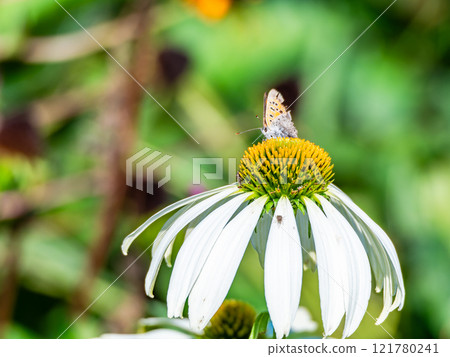 秋天的花壇：可愛的圓形紫錐菊和前來吸食花蜜的黑腹貝母蝴蝶 121780241