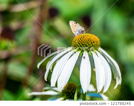 Autumn flower bed: A cute round echinacea and a swallowtail butterfly coming to suck nectar 121780245