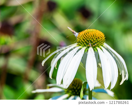 Autumn flower bed: A cute round echinacea and a swallowtail butterfly coming to suck nectar Autumn flower bed: A cute round echinacea and a swallowtail butterfly coming to suck nectar 121780261