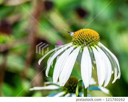Autumn flower bed: A cute round echinacea and a swallowtail butterfly coming to suck nectar Autumn flower bed: A cute round echinacea and a swallowtail butterfly coming to suck nectar 121780262