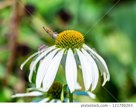 Autumn flower bed: A cute round echinacea and a swallowtail butterfly coming to suck nectar Autumn flower bed: A cute round echinacea and a swallowtail butterfly coming to suck nectar 121780263