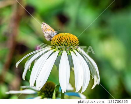 Autumn flower bed: A cute round echinacea and a swallowtail butterfly coming to suck nectar Autumn flower bed: A cute round echinacea and a swallowtail butterfly coming to suck nectar 121780265