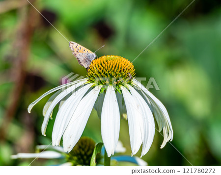 Autumn flower bed: A cute round echinacea and a swallowtail butterfly coming to suck nectar Autumn flower bed: A cute round echinacea and a swallowtail butterfly coming to suck nectar 121780272