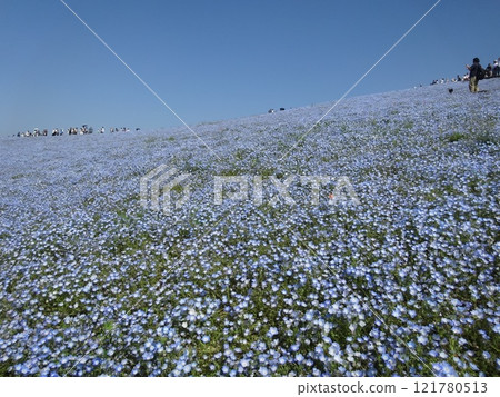 尼莫菲拉山 尼莫菲拉山 121780513