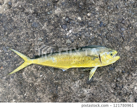 Young Dolphin Fish Young Dolphin Fish 121780961