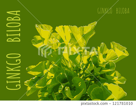 Vector illustration of fresh bright green ginkgo biloba leaves. Branch of a ginkgo tree. 121781010
