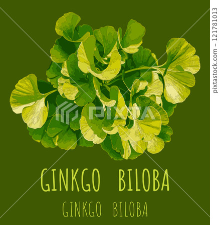 Vector illustration of fresh bright green ginkgo biloba leaves. Branch of a ginkgo tree. Vector illustration of fresh bright green ginkgo biloba leaves. Branch of a ginkgo tree. 121781013