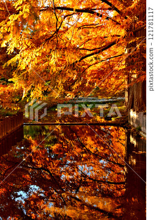 Autumn leaves of Metasequoia trees in Jindai Botanical Gardens 121781117