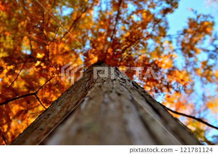 神代植物園的水杉樹秋葉 121781124