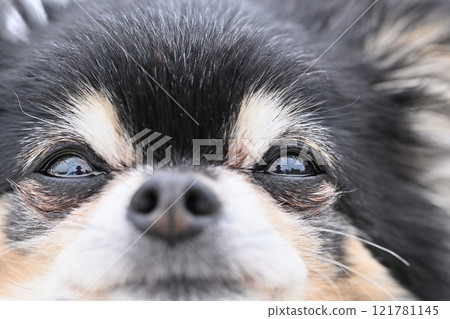 Close-up of dog's face: Long-coated Chihuahua 121781145