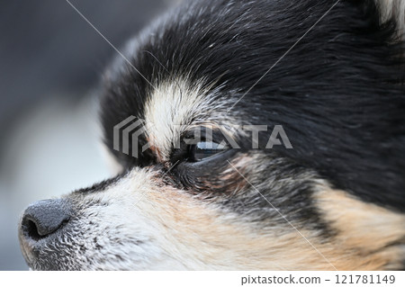 狗狗的側面特寫長外套吉娃娃 121781149