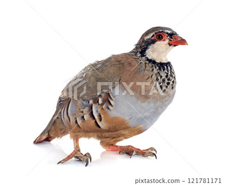 French Partridge, Alectoris rufa 121781171
