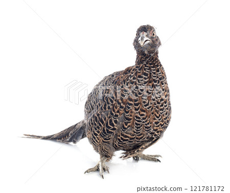 female European Common Pheasant 121781172