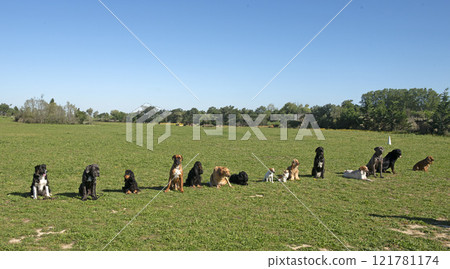 group of dogs 121781174